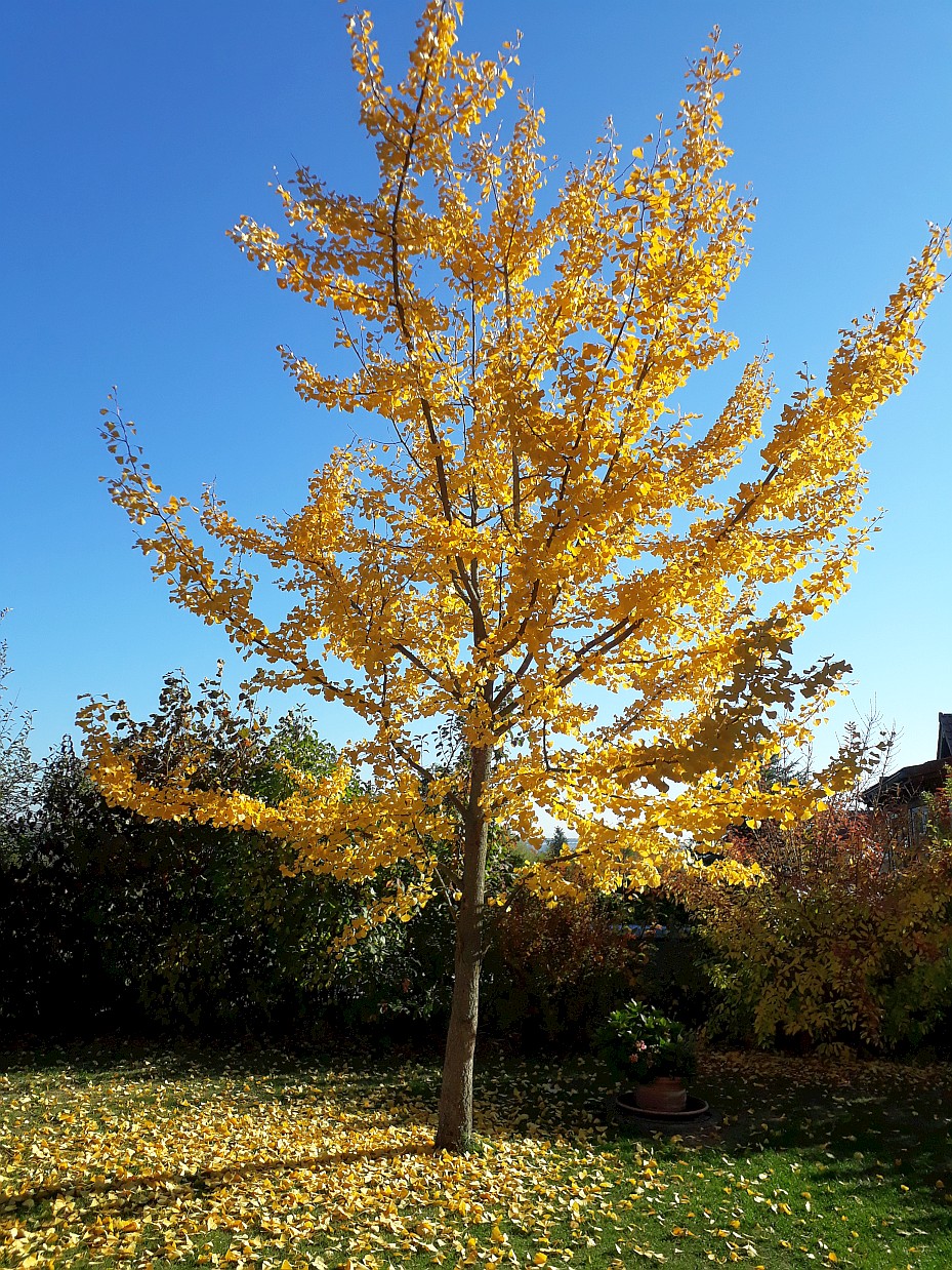 Goldener Herbst Gingko 2 10 2018