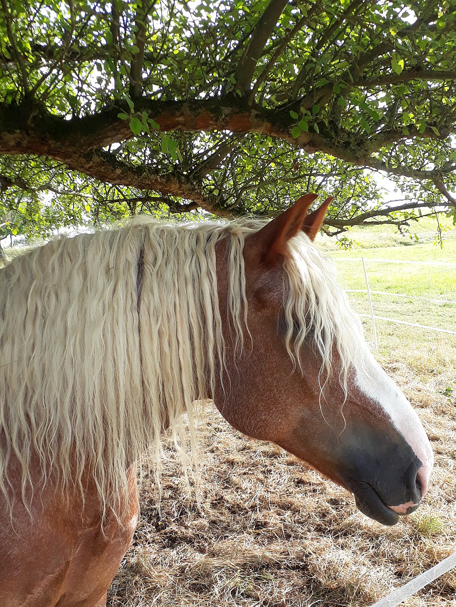 Abendpferd  08 08 2019