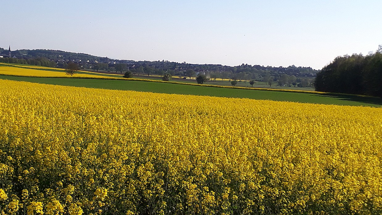 Raps-Blick Steinbach Lutherberg 22 04 20
