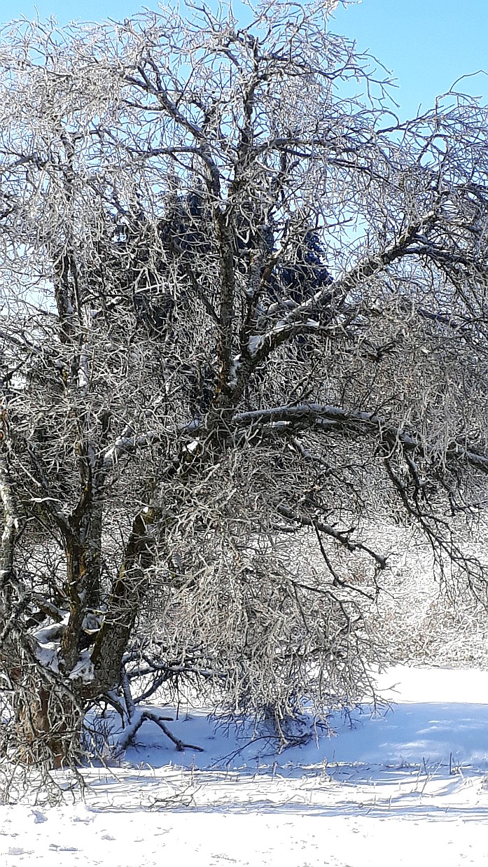 Eiszeit-Langlauf Vogelsberg(1) 2 21