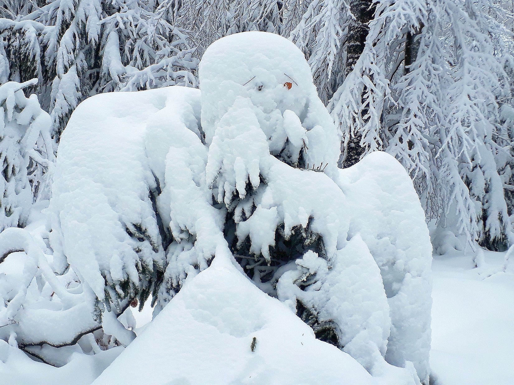 Schneegeistervogel Vogelsberg